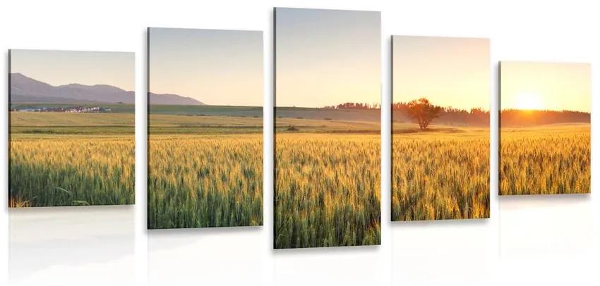 Εικόνα 5 μερών ηλιοβασίλεμα πάνω από το χωράφι με σιτάρι