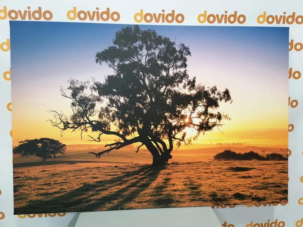 Εικόνα ενός μοναχικού δέντρου στο ηλιοβασίλεμα