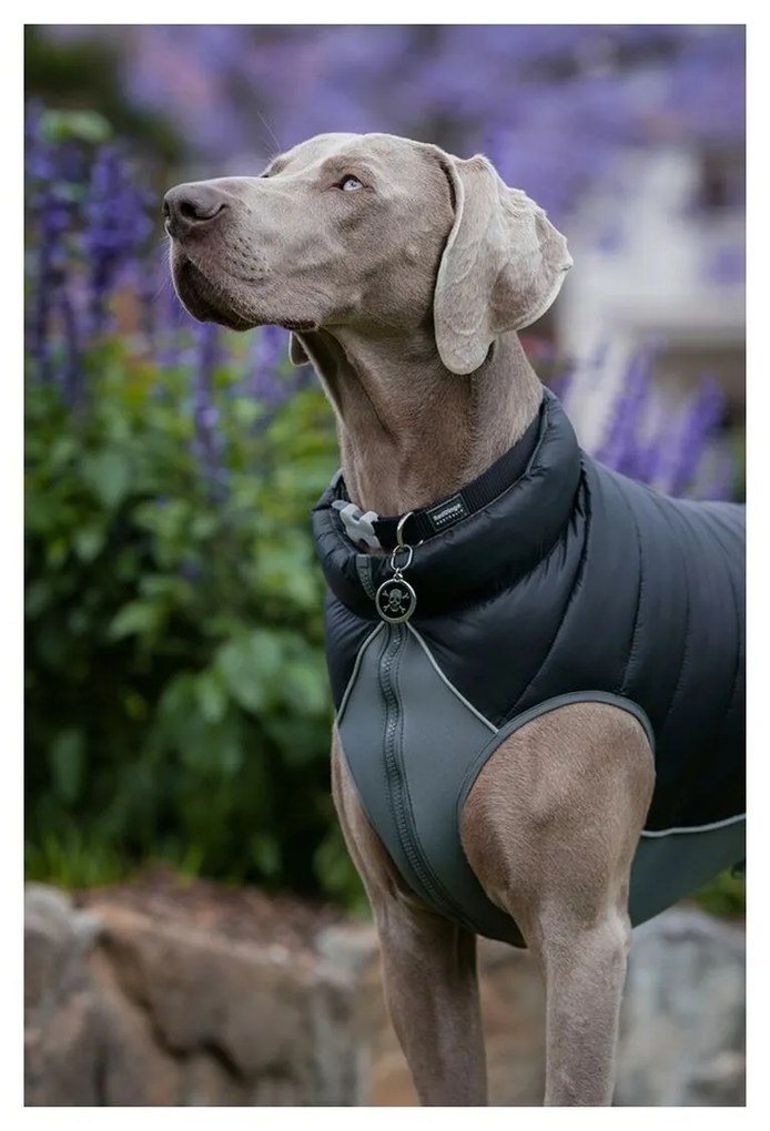 Παλτό Σκύλου Red Dingo Puffer 45 cm Μαύρο/Γκρι