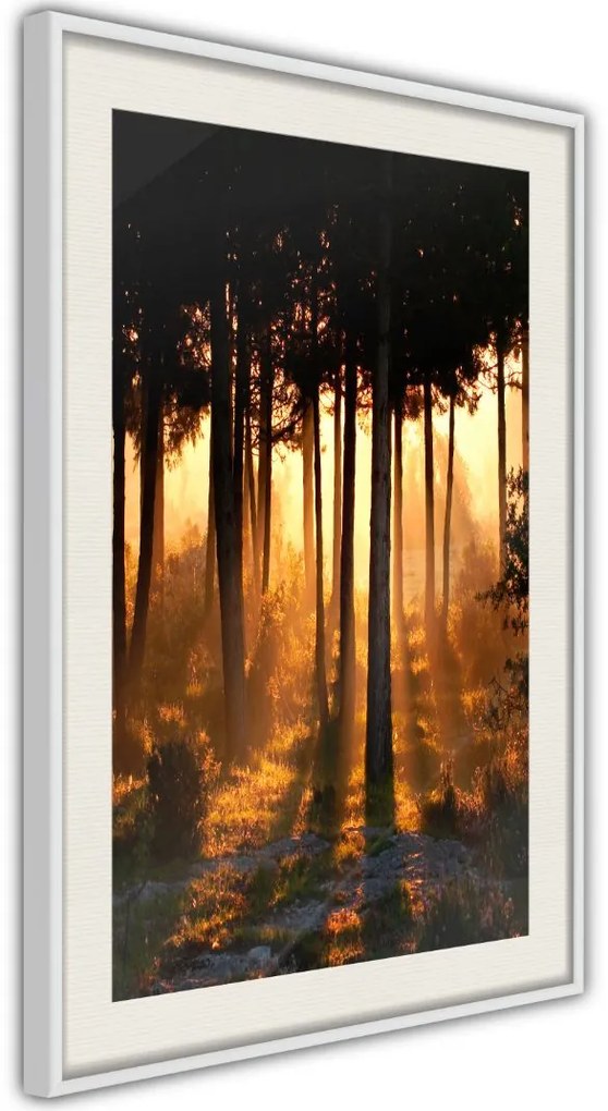 Αφίσα - Dark Tree Tops - 40x60 - Χρυσό - Χωρίς πασπαρτού