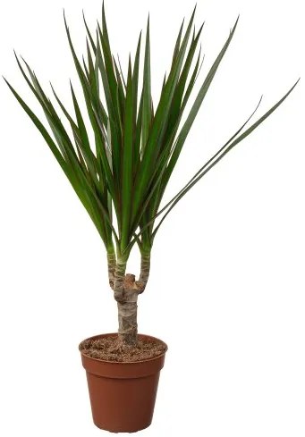 DRACAENA φυτό σε γλάστρα/Δράκαινα Mαρτζινάτα, 9 cm 805.986.89