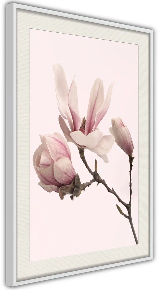 Αφίσα - Blooming Magnolias II - 20x30 - Μαύρο - Χωρίς πασπαρτού