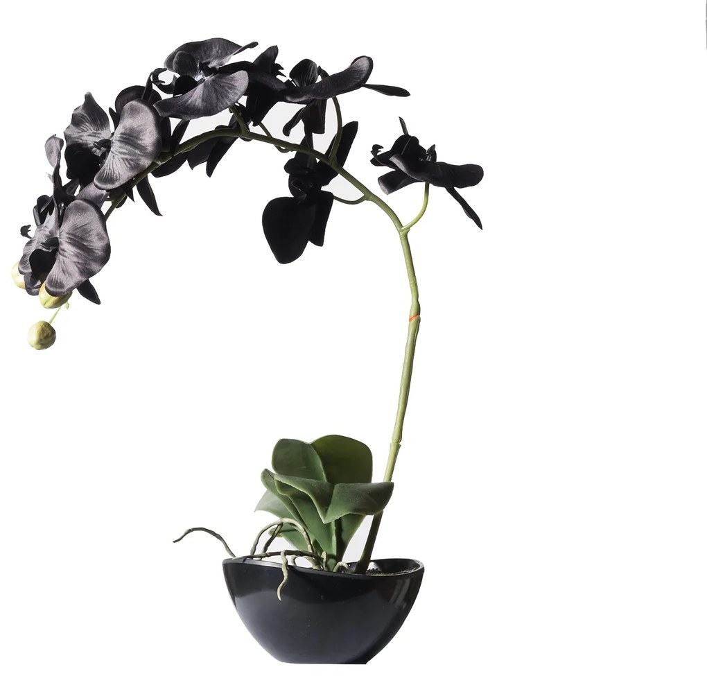 Supergreens Τεχνητό Φυτό Ορχιδέα Phalaenopsis Real Touch Μαύρη με Κασπώ 48 εκ. - 1170-6