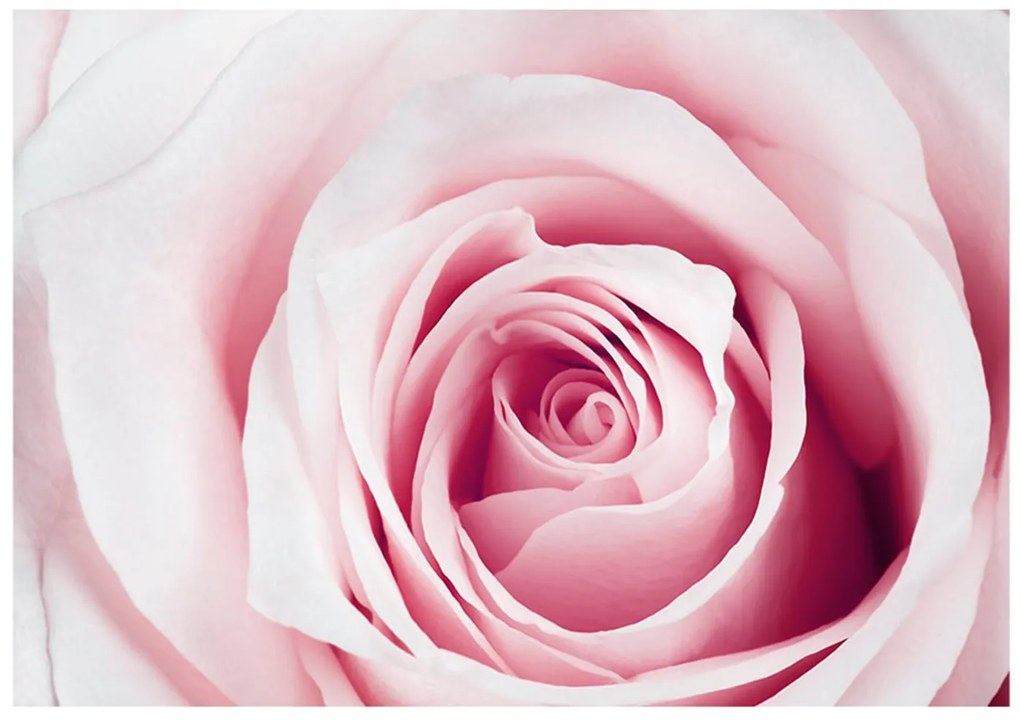 Φωτοταπετσαρία - Rose maze 100x70