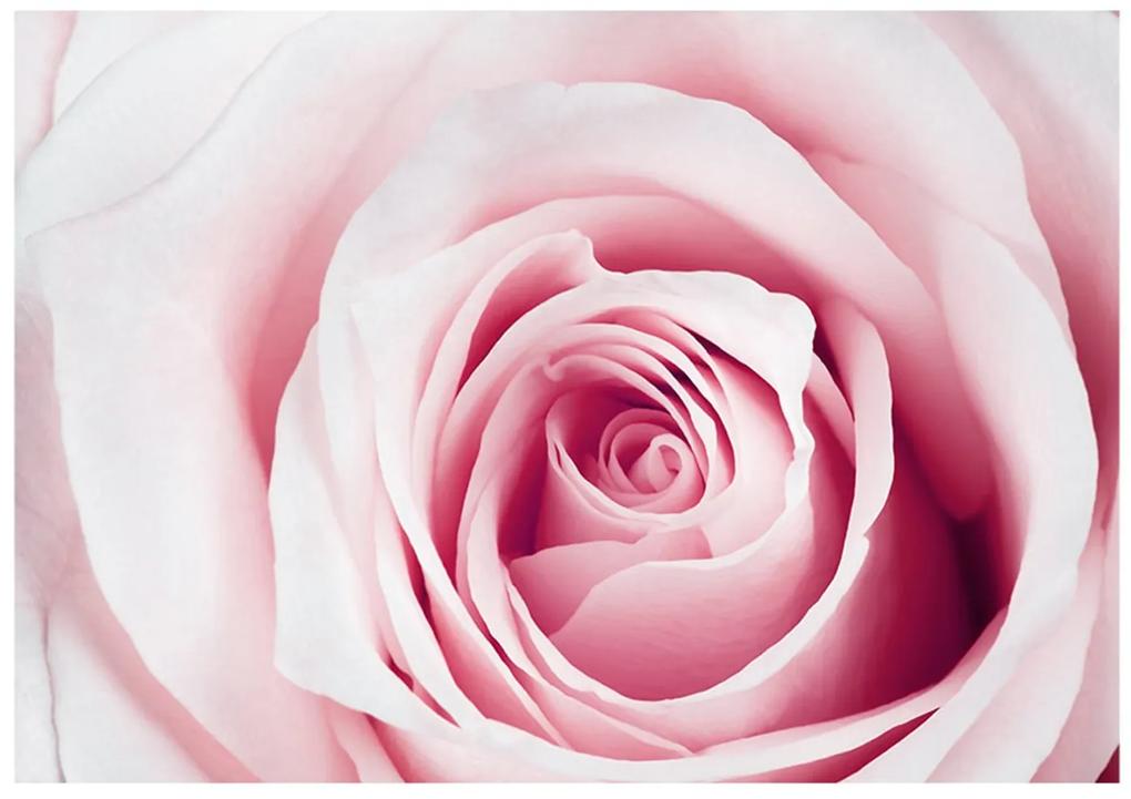 Φωτοταπετσαρία - Rose maze 150x105