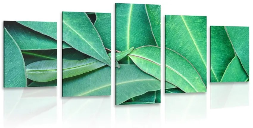 5 μέρη εικόνα φύλλα ευκαλύπτου - 100x50