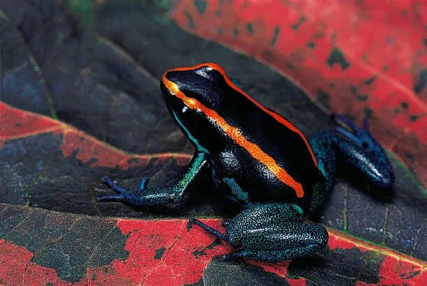 Φωτογραφία Phyllobates vittatus (Golfodulcean poison frog), Paul Starosta