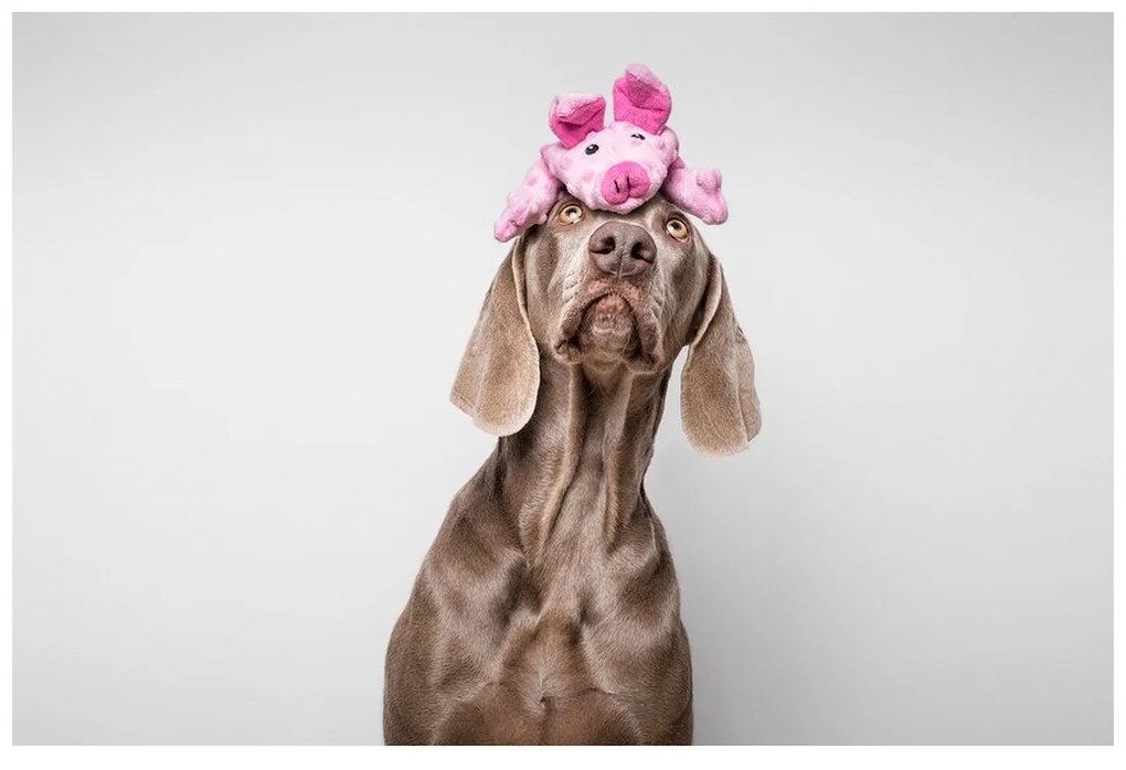 Βελούδινο Ζωάκι για Σκύλους Gloria Dogmonsters Ροζ 100 % πολυεστέρας Γουρούνι 34 x 9 cm