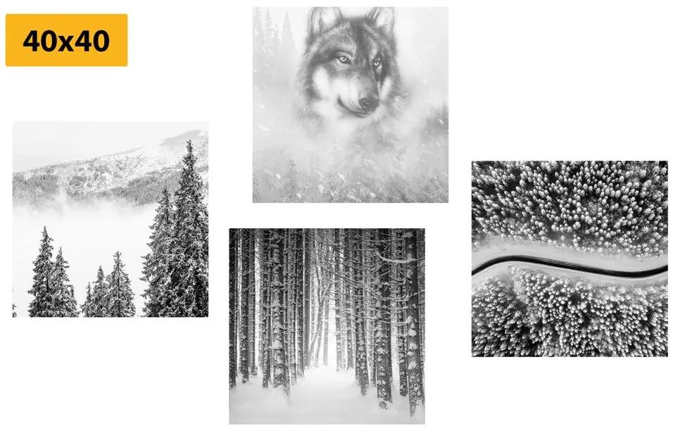 Σετ εικόνων λύκος σε ένα μυστηριώδες δάσος σε μαύρο & άσπρο
