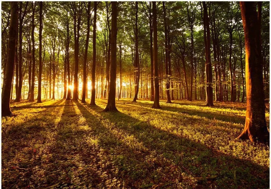 Αυτοκόλλητη φωτοταπετσαρία - Summer: Morning in the forest - 343x245