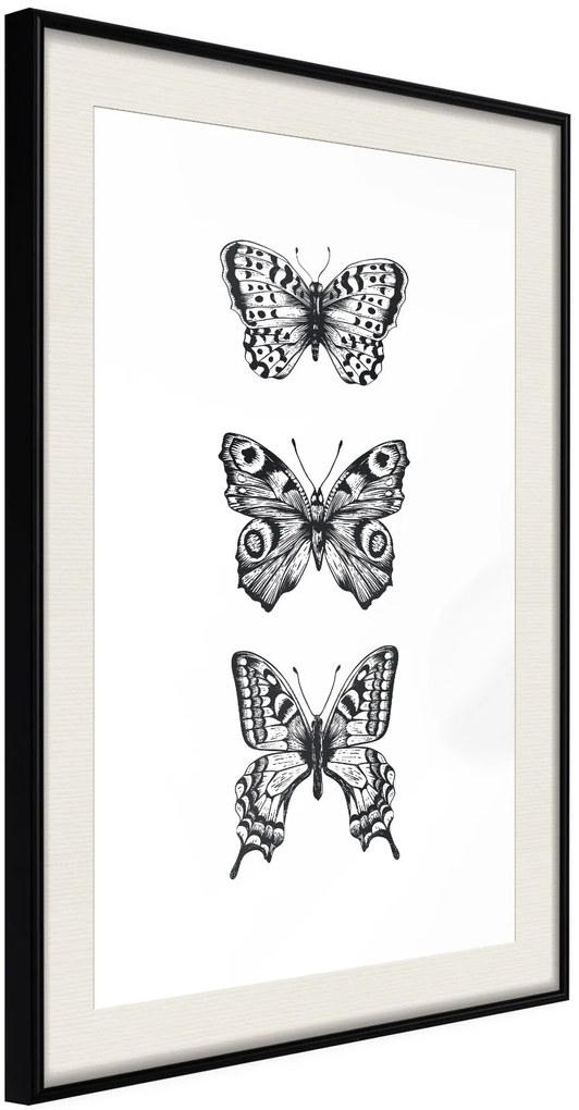 Αφίσα - Butterfly Collection III A - 40x60 - Μαύρο - Με πασπαρτού