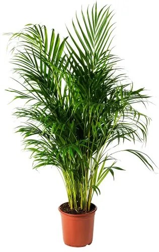 DYPSIS LUTESCENS φυτό σε γλάστρα, Αρέκα 468.040.05