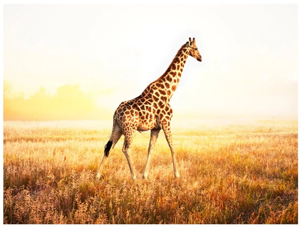 Φωτοταπετσαρία - giraffe - walk 200x154