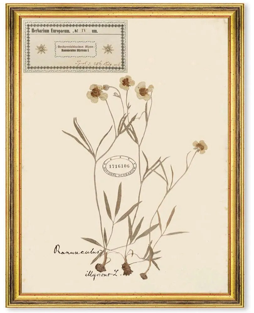 Κάδρο Herbarium Alpinium IV FA13458 35x50cm Multi MindTheGap Κάθετοι Wood, Glass