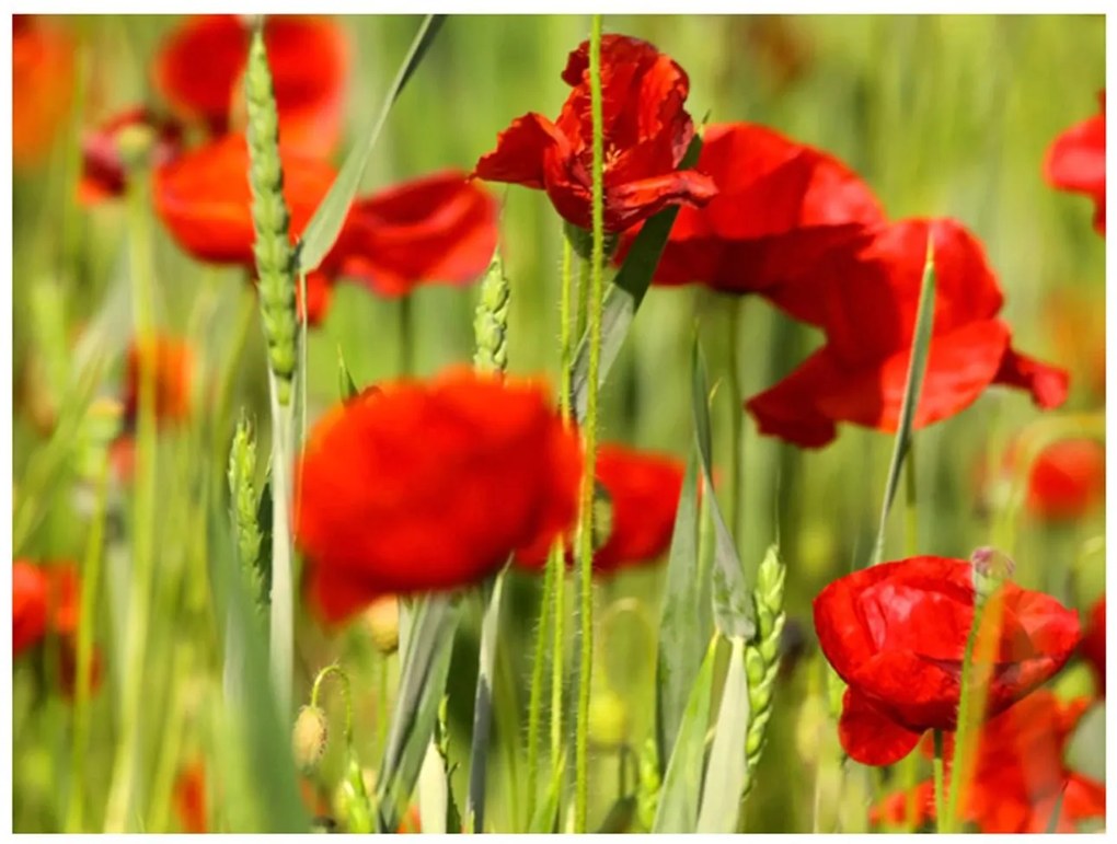 Φωτοταπετσαρία - Cereal field with poppies 200x154