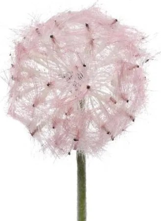 Beauty Home ΛΟΥΛΟΥΔΙ 50 CM