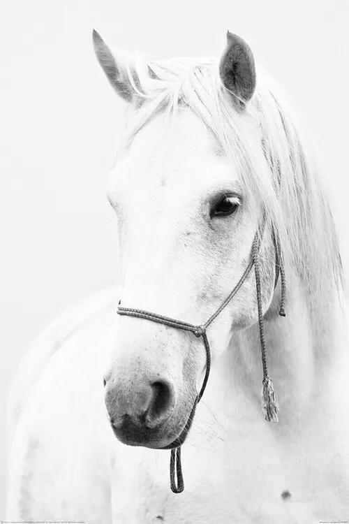 XXL Αφίσα Horse - White Horse, (80 x 120 cm)