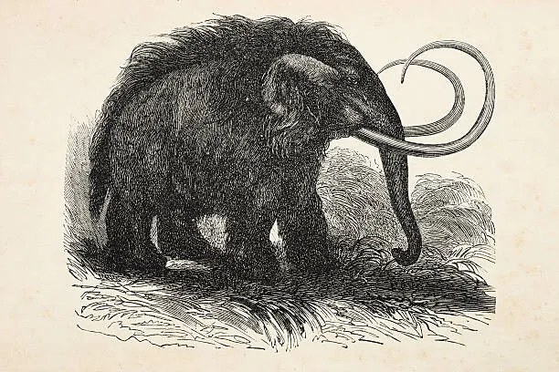 Εικονογράφηση Engraving of extinct woolly mammoth from 1872, Grafissimo