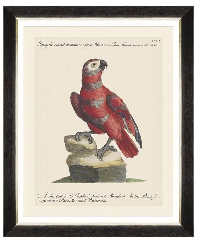 Κάδρο Parrots Of Brasil X FA13220 40X50 MindTheGap Οριζόντιοι Wood