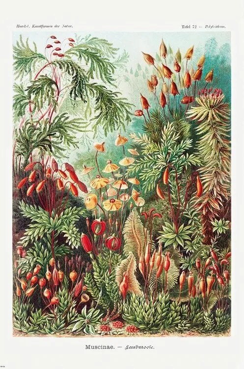 Αφίσα Ernst Haeckel - Laubmoose, (61 x 91.5 cm)
