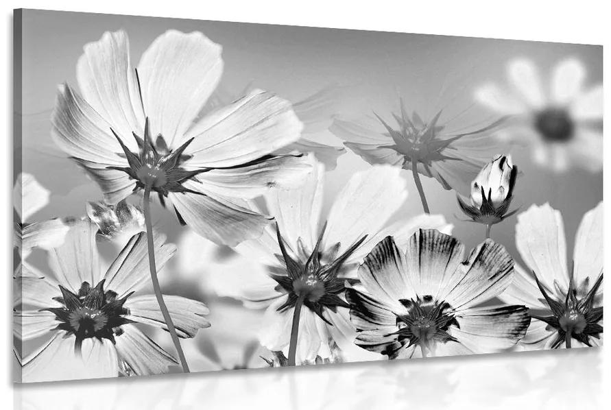 Εικόνα καλοκαιρινών λουλουδιών σε μαύρο & άσπρο - 60x40