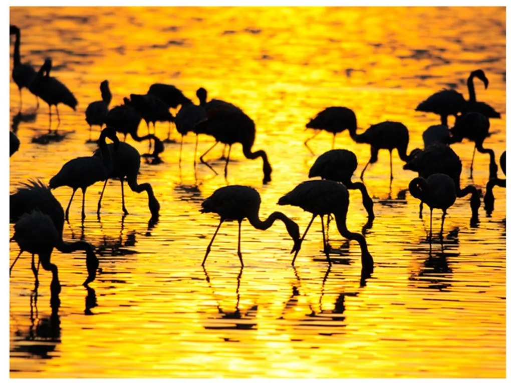 Φωτοταπετσαρία - Kenya: flamingos by the lake Nakuru 200x154