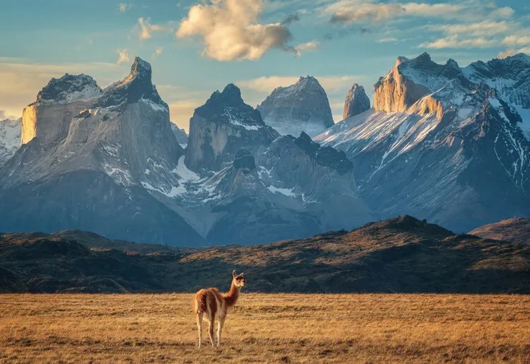 Φωτογραφία Guanaco, Antoni Figueras