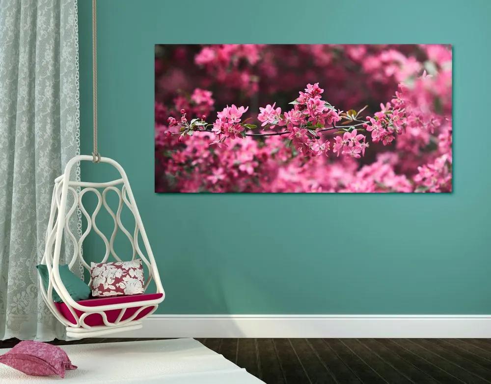Εικόνα λεπτομερώς άνθη κερασιάς - 100x50