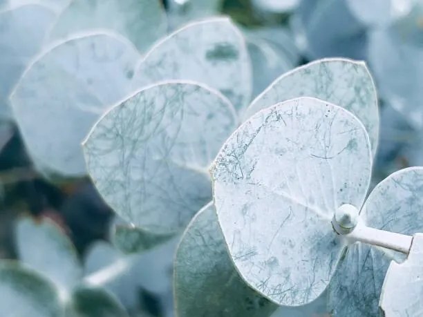 Φωτογραφία Australian Blue Gum Leaves, lynnebeclu