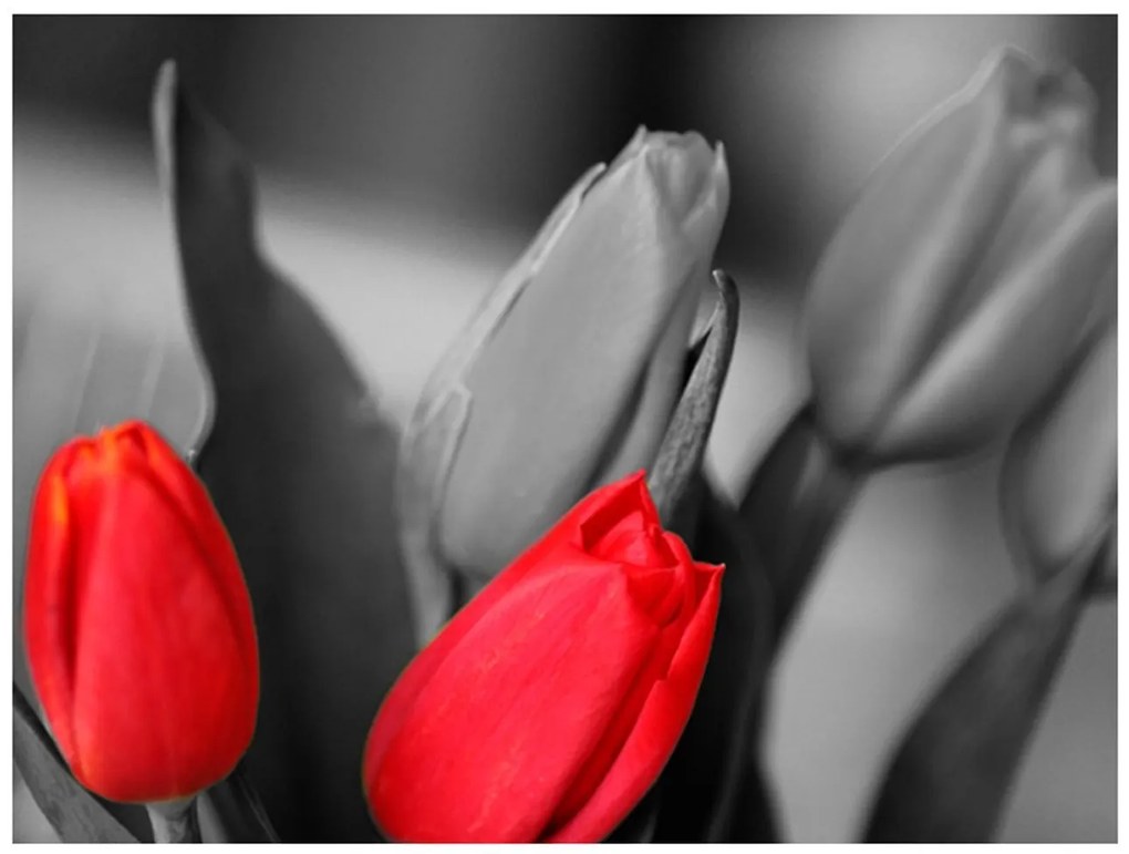 Φωτοταπετσαρία - Red tulips on black and white background 200x154