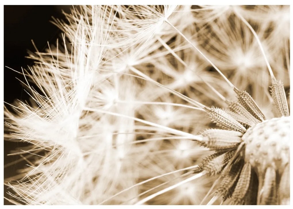 Φωτοταπετσαρία - Dandelion - sepia 350x245