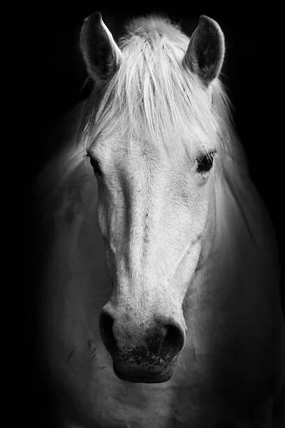 Φωτογραφία Portrait of a white horse., kasto80