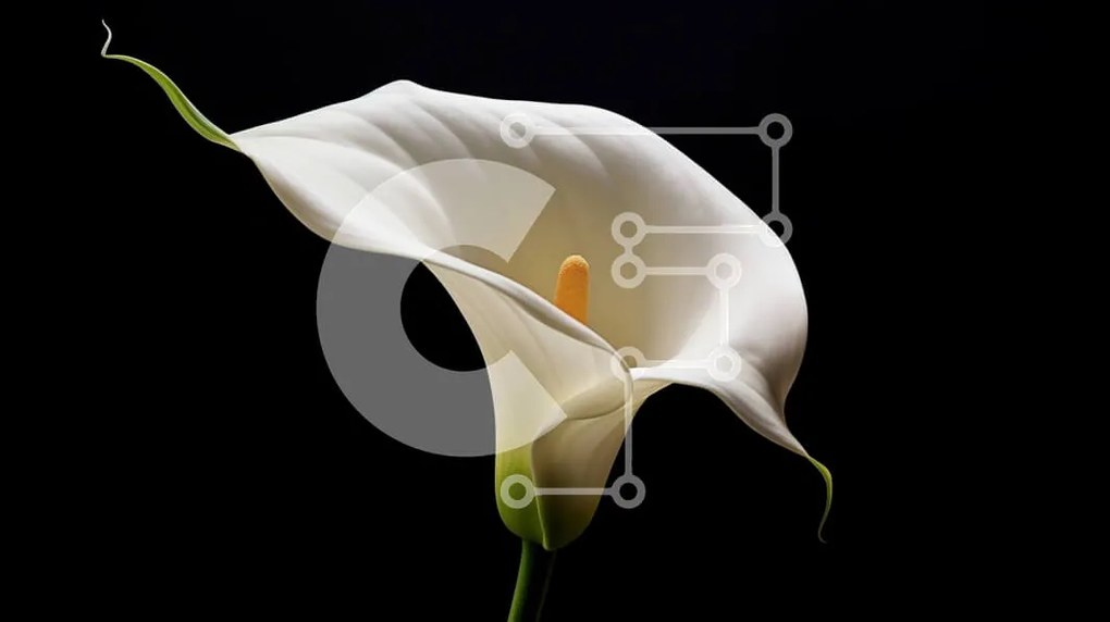 Intra Συλλεκτικό Ξύλινο Παζλ Plywood  4mm - Μονό λευκό Calla Lily σε μαύρο φόντο Σε Ξύλινο Κουτί - Διαστάσεις: 10x10 cm – 25 κομμάτια