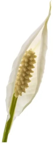 SPATHIPHYLLUM φυτό σε γλάστρα, κρίνος 601.449.01