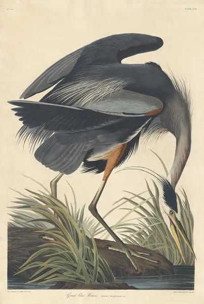 John James (after) Audubon - Εκτύπωση έργου τέχνης Great blue Heron, 1834, (26.7 x 40 cm)