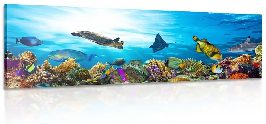 Εικόνα κοραλλιογενών υφάλων με ψάρια και χελώνες - 135x45
