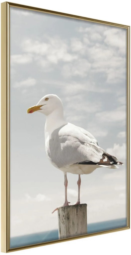 Αφίσα - Curious Seagull - 40x60 - Χρυσό - Χωρίς πασπαρτού