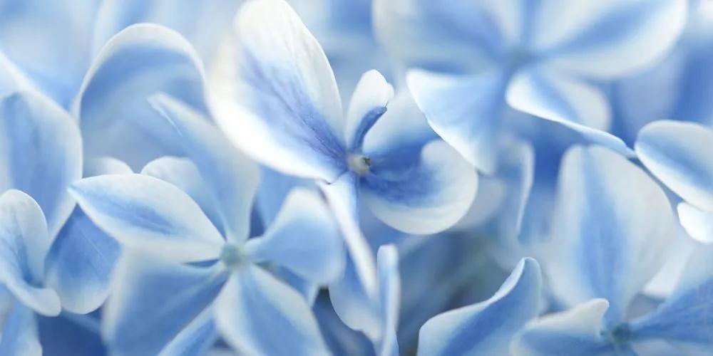 Εικόνα μπλε και λευκών λουλουδιών ορτανσίας