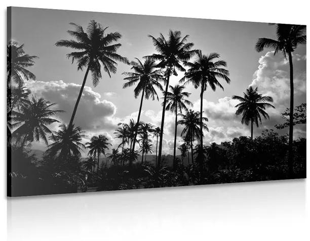 Εικόνα με φοίνικες καρύδας στην παραλία σε μαύρο & άσπρο - 120x80