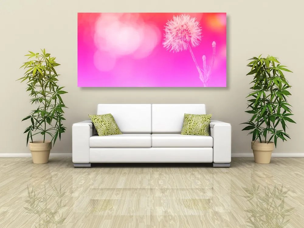 Εικόνα πικραλίδας σε ροζ φόντο - 100x50