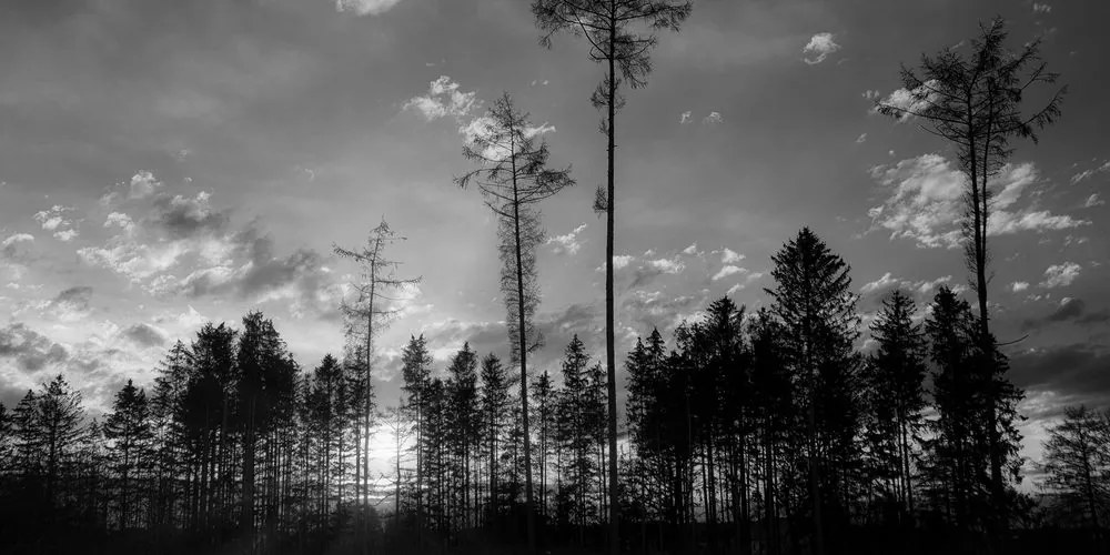 Εικόνα νωρίς το βράδυ στο δάσος σε ασπρόμαυρο - 100x50