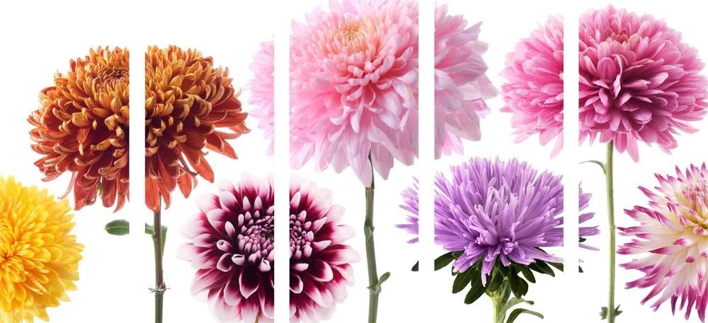 Εικόνα 5 τμημάτων λουλούδια ντάλια σε διάφορα σχέδια - 100x50