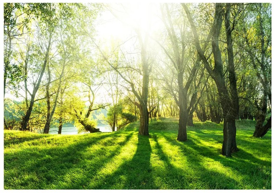 Αυτοκόλλητη ταπετσαρία Sunny Forest - 294x210