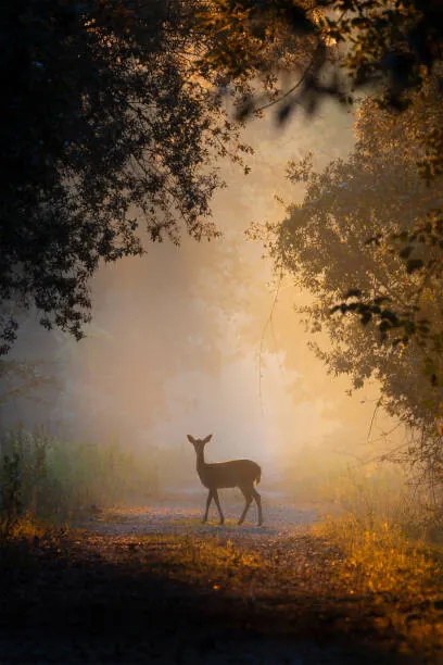 Φωτογραφία See the lights,Side view of fallow, PAOLO STOPPANI / 500px