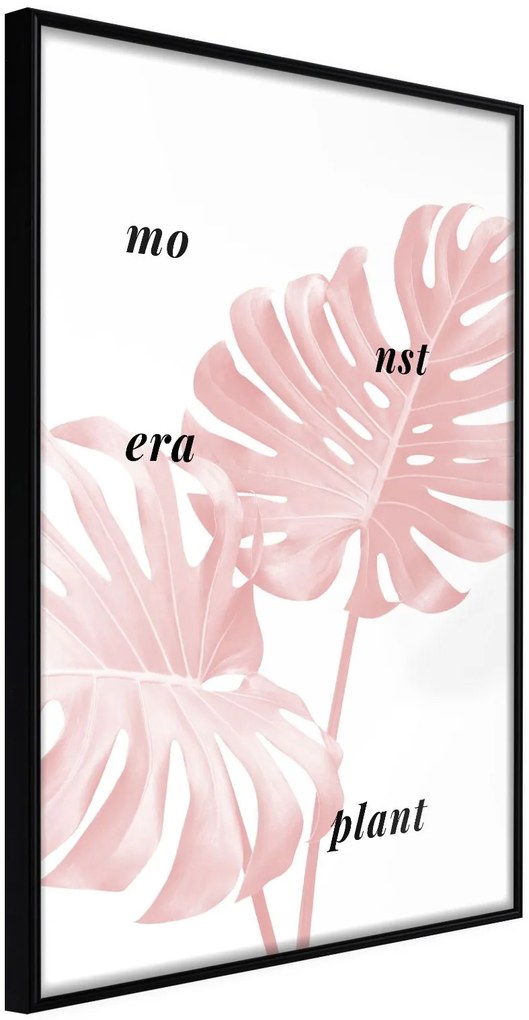 Αφίσα - Pale Pink Monstera - 30x45 - Μαύρο - Χωρίς πασπαρτού