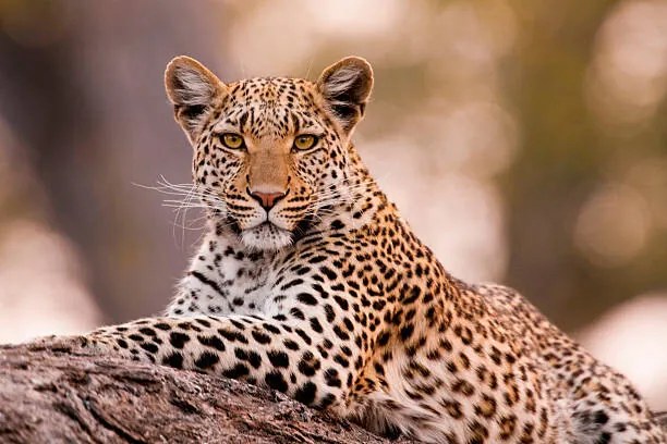 Φωτογραφία Leopard, Chobe National Park, Botswana, Mint Images/ Art Wolfe