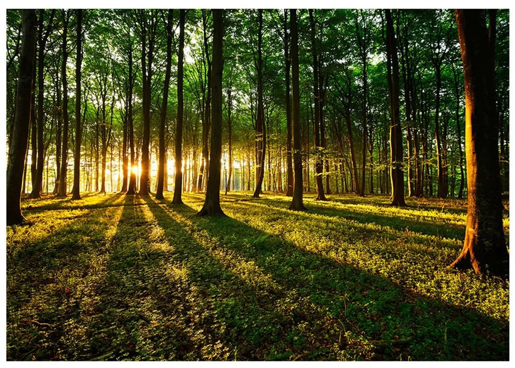 Φωτοταπετσαρία - Spring: Morning in the Forest 100x70