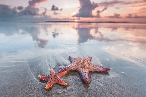 Φωτογραφία Starfish on beach, IvanMikhaylov