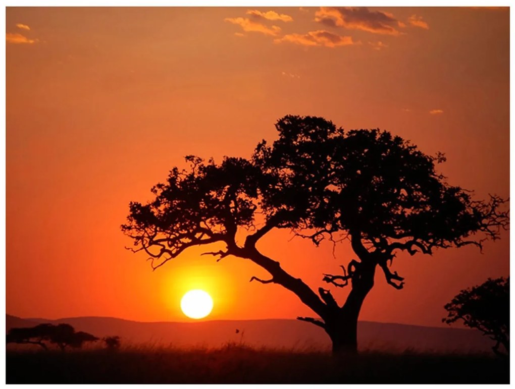 Φωτοταπετσαρία - Africa: sunset 300x231