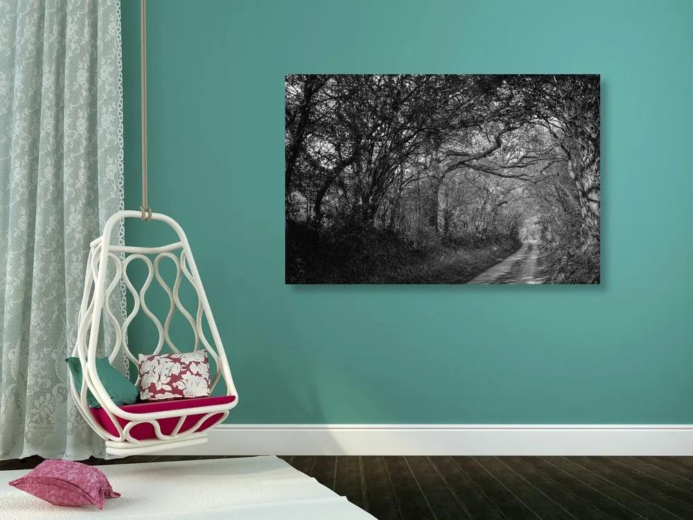 Εικόνα ασπρόμαυρο δάσος - 90x60